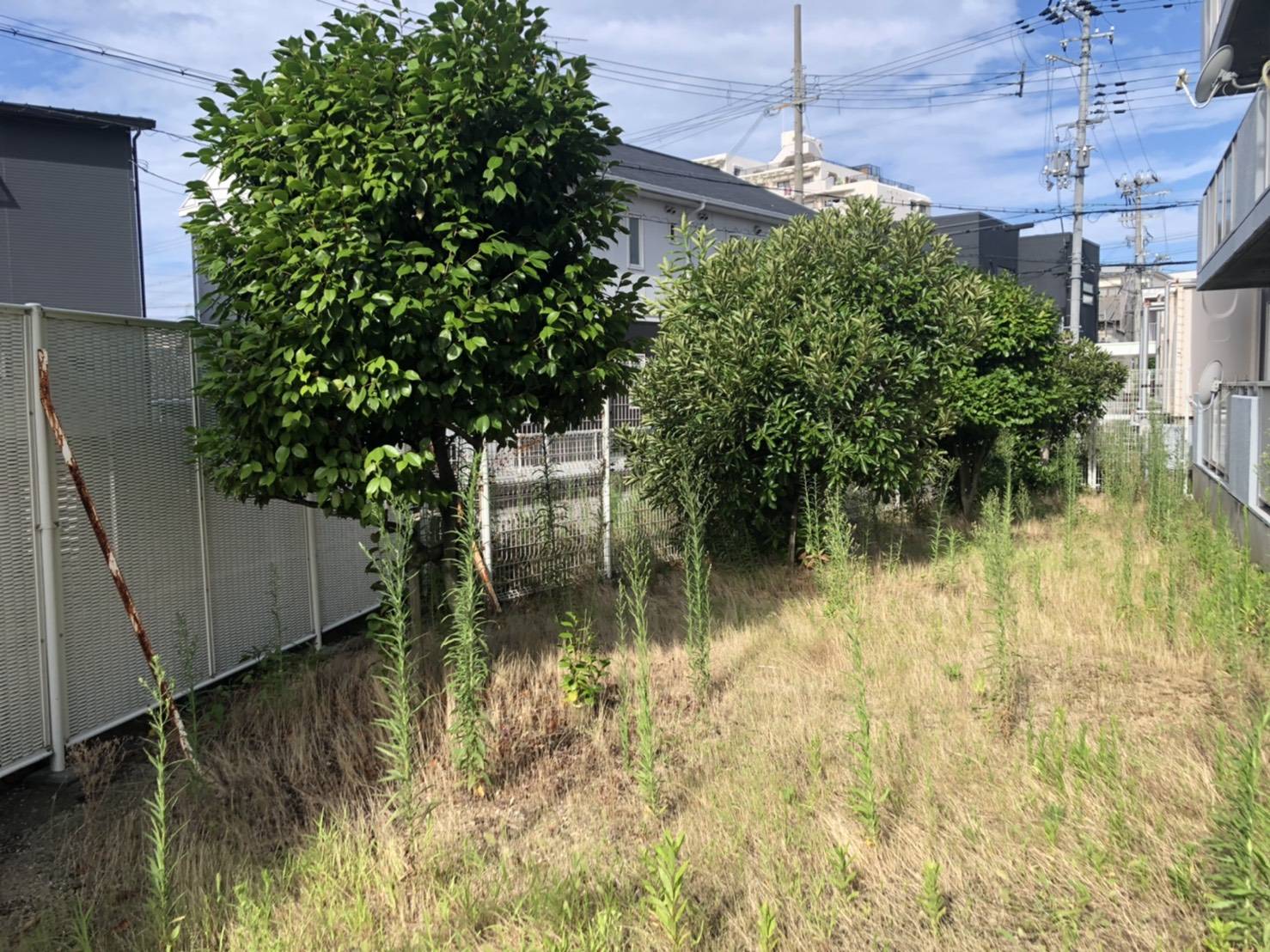 記事 賃貸管理マンションの植栽剪定/剪定/神戸、明石、加古川、姫路の不動産管理・サブリースのアースデザイン明石のアイキャッチ画像