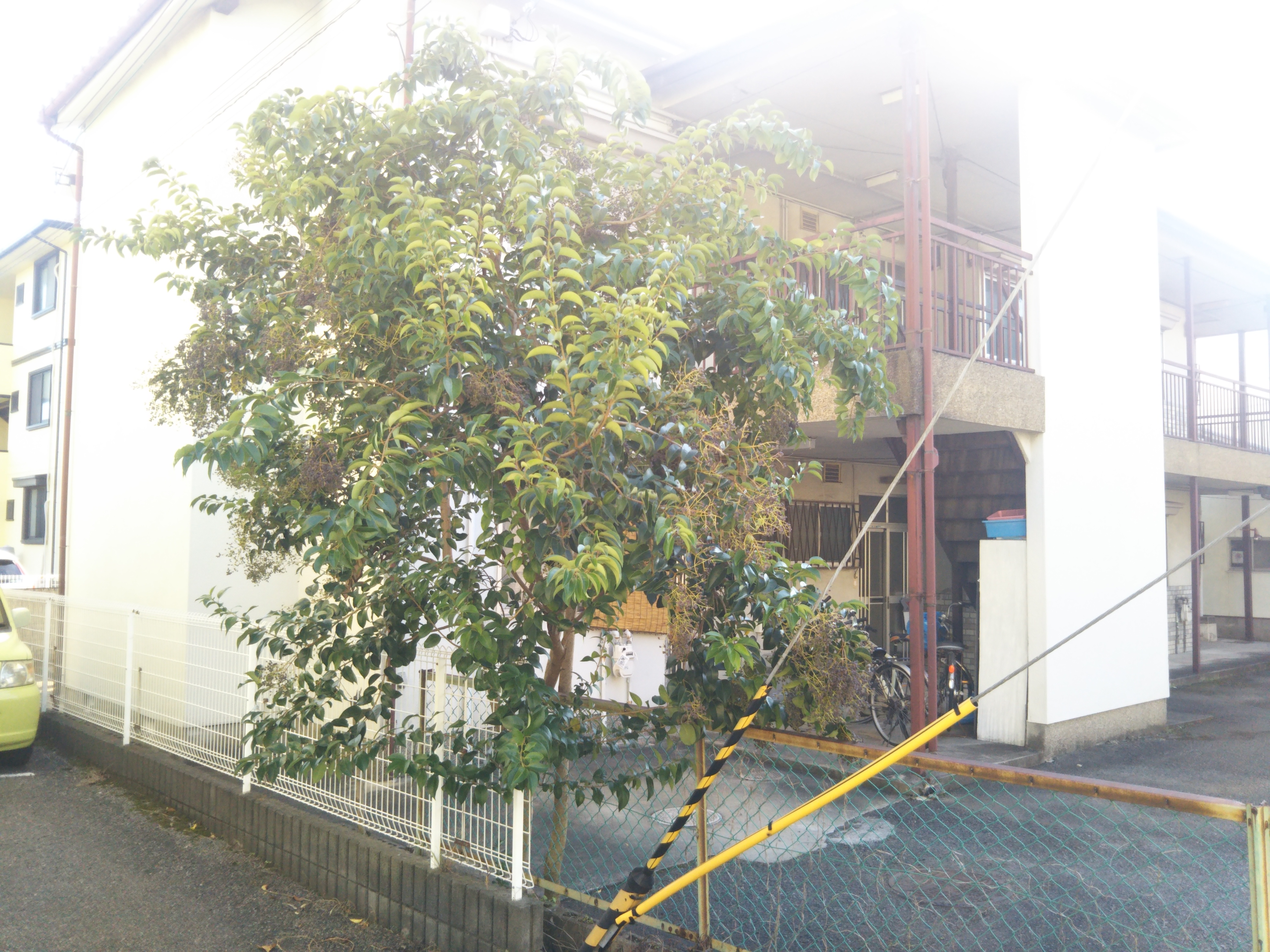 記事 植栽剪定｜剪定｜神戸、明石、加古川、姫路の不動産管理・サブリースのアースデザイン明石のアイキャッチ画像